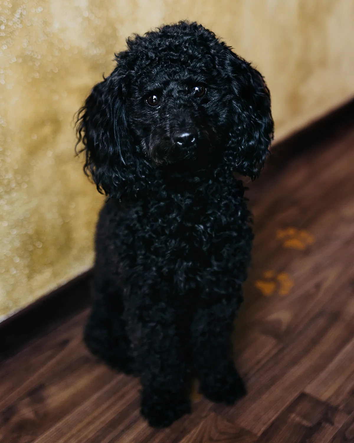 Portrait von Lilly